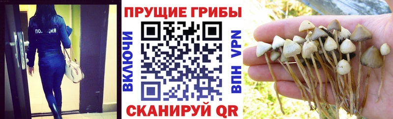 Псилоцибиновые грибы Psilocybine cubensis  Купить закладки  Верея 